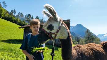 Enfant nourrissant un lama dans une prairie
