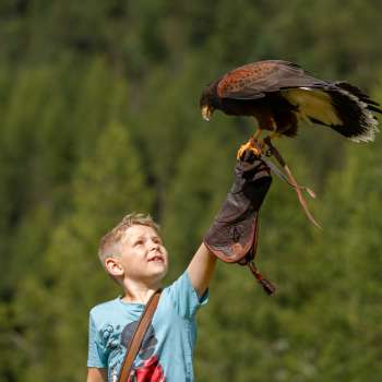 Aigle assis sur la main d'un garçon