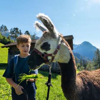 Un garçon nourrit un lama brun et blanc avec de l'herbe fraîche dans un décor de montagne alpine au Liechtenstein.