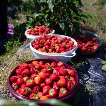 Fraises fraîchement cueillies dans de grands bols dans le champ de Bangshof – variété de fruits de saison issue de notre propre culture.
