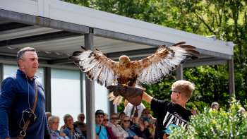 Un garçon tient un rapace dans ses bras, guidé par un fauconnier