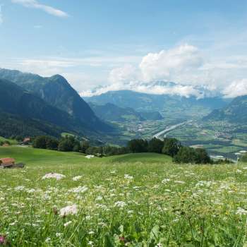 Vue sur une prairie en fleurs dans la vallée du Rhin avec les montagnes environnantes.